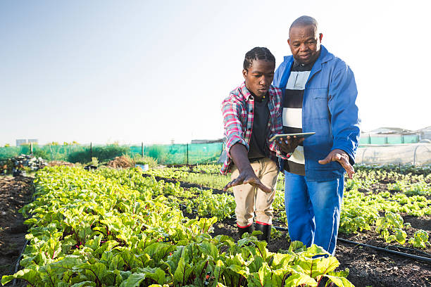 african males using tablet in vegetable garden - 智慧農(nóng)業(yè) 個照片及圖片檔