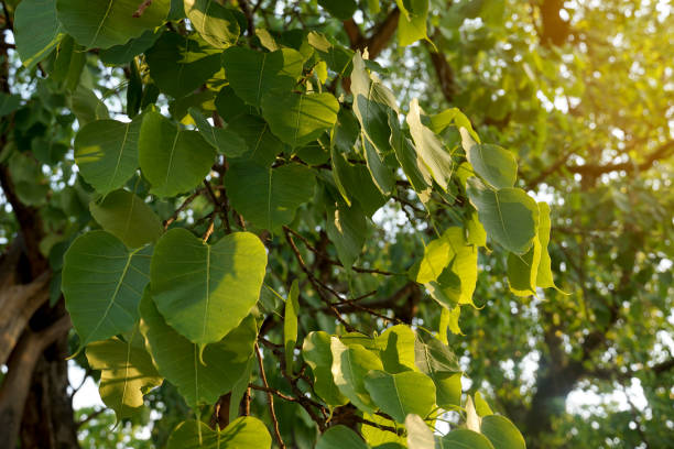 bodhi tree is a large deciduous tree. the leaves are single, arranged alternately, the appearance of the leaves is heart-shaped. buddhists believe that it is the tree of wisdom. - 智慧農(nóng)業(yè) 個(gè)照片及圖片檔